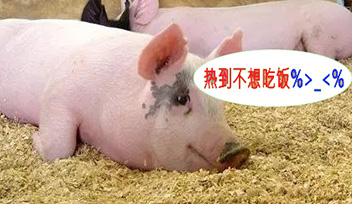 夏季豬群不吃食，找到根本原因才能輕松應(yīng)對！